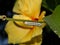 Caterpillar on the stem of a beautiful flower, night time