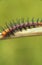 Caterpillar on a stick