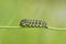 Caterpillar Swallowtail close up on a green background