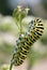 Caterpillar of swallowtail on grass