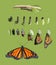 From caterpillar to butterfly. Monarch butterfly cycle. Isolated