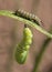 Caterpillar to Chrysalis