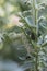 Caterpillar tomatoes 0199