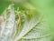 Caterpillar of Tortrix moth emerging from its silky shelter on my raspberry plant. Macro.