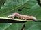 Caterpillar of the tropical butterfly