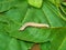 Caterpillar of the tropical butterfly