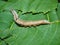 Caterpillar of the tropical butterfly