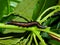 Caterpillar of the tropical butterfly