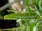 Caterpillar of the tropical butterfly, Vietnam