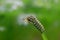 Caterpillar on twig