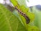 Caterpillar under the leaves