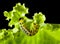 Caterpillar under lettuce leaf