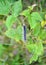 The caterpillar of an unpaired silkworm Lymantria dispar Linnaeus crawls over a branch of raspberry