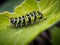 A caterpillar walks on a leaf