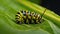 A caterpillar walks on a leaf