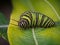 A caterpillar walks on a leaf