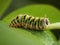 A caterpillar walks on a leaf