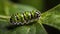 A caterpillar walks on a leaf