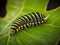 A caterpillar walks on a leaf