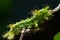 Caterpillar with water drops in the garden