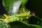 Caterpillar with water drops in the garden