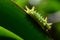 Caterpillar with water drops in the garden