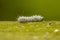 Caterpillar on wood