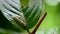 Caterpillar with yellow stripes in the garden. Macro animal life on leaf