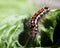 Caterpillar of the Yellow-tail moth Euproctis similis, black l