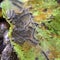 Caterpillars of the Aporia crataegi black-veined white eating apple leaves, close up macro detail.