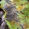 Caterpillars of the Aporia crataegi black-veined white eating apple leaves, close up macro detail, soft blurry bokeh