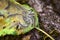 Caterpillars of the Aporia crataegi black-veined white eating apple leaves, close up macro detail, soft blurry bokeh