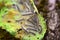 Caterpillars of the Aporia crataegi black-veined white eating apple leaves, close up macro detail, soft blurry bokeh