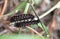 Caterpillars of California Pipevine Swallowtail, Battus philenor subsp. hirsuta