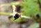 Caterpillars of California Pipevine Swallowtail, Battus philenor subsp. hirsuta