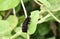 Caterpillars of California Pipevine Swallowtail, Battus philenor subsp. hirsuta