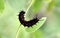 Caterpillars of California Pipevine Swallowtail, Battus philenor subsp. hirsuta