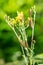 Caterpillars of cinnabar moth, Tyria jacobaeae, on yellow ragwort. Lots of striped caterpillars eating plant.