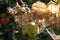 Caterpillars of codling moth, apple stoat, in silky web on an apple tree branch. Tent caterpillars, silkworms, in special silken