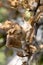 Caterpillars of codling moth, apple stoat, in silky web on an apple tree branch. Tent caterpillars, silkworms, in special silken