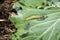 Caterpillars devour green cabbage leaves. Many yellow worms on cabbage close-up