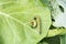 Caterpillars devour green cabbage leaves. A worm on a cabbage close-up