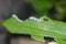 Caterpillars eat cabbage leaves in summer