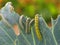 Caterpillars eating a cabbage leaf