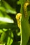 Caterpillars eating leaves