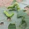 Caterpillars eating leaves