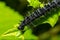 caterpillars of a European peacock butterfly on green leaves they feed on