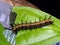Caterpillars of exotic butterflies of Thailand 7