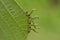 Caterpillars of the geometric moths eat the hazel leaves