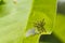 Caterpillars on green leaf